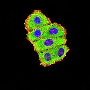 C3C Antibody