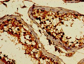 C3orf14 antibody