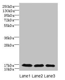 C3orf18 antibody