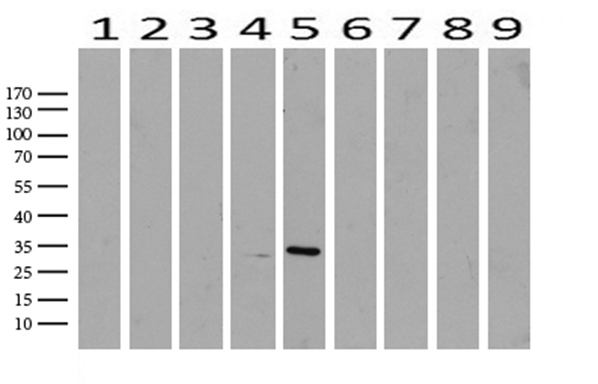 C3orf62 Antibody