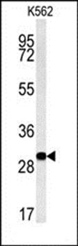 C3orf75 antibody