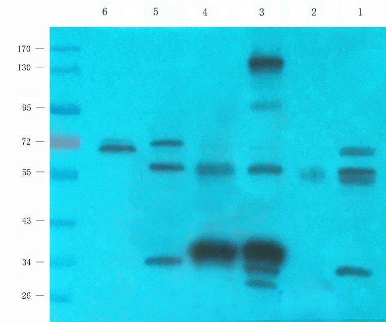 C4BPA antibody