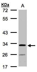 C4orf19 antibody