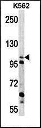 C4orf21 antibody