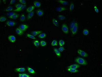 C4orf3 Antibody