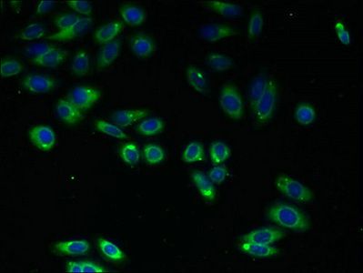 C4orf3 antibody