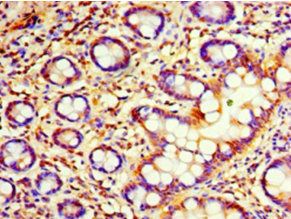 C4orf3 Antibody