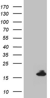 C4orf36 Antibody