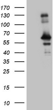 C4orf36 Antibody