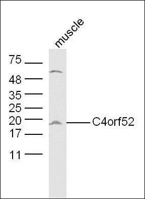 C4orf52 antibody