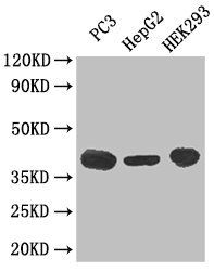 C5AR1 Antibody