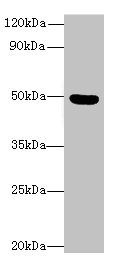 C5orf22 Antibody
