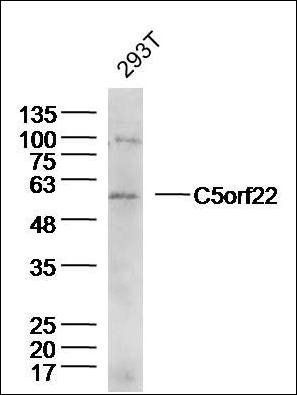 C5orf22 antibody