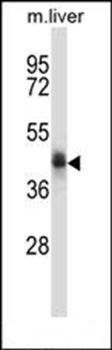 C5orf33 antibody