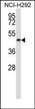 C5orf33 antibody