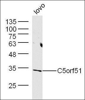 C5orf51 antibody