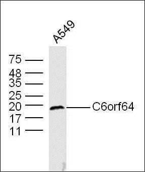 C6orf64 antibody