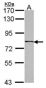 coiled-coil domain containing 170 Antibody