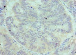 C7 Antibody