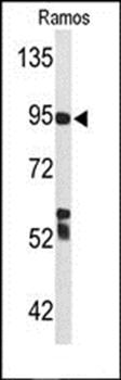 C7 antibody