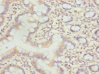 LLCFC1 Antibody