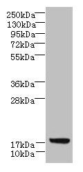 LLCFC1 Antibody