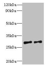 C7orf62 antibody