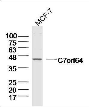 C7orf64 antibody