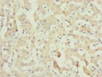 C8A Antibody