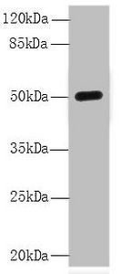 C8orf34 antibody