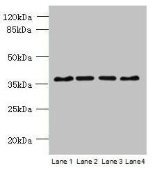 C8orf48 antibody