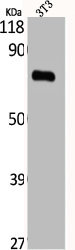 C9 Antibody