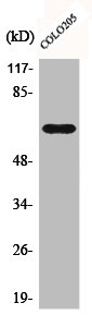 C9 Antibody