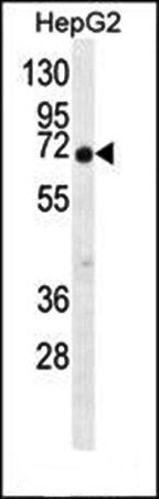 C9JLR9 antibody