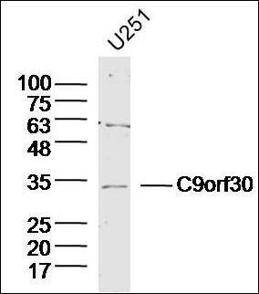 C9orf30 antibody