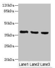 C9orf64 antibody