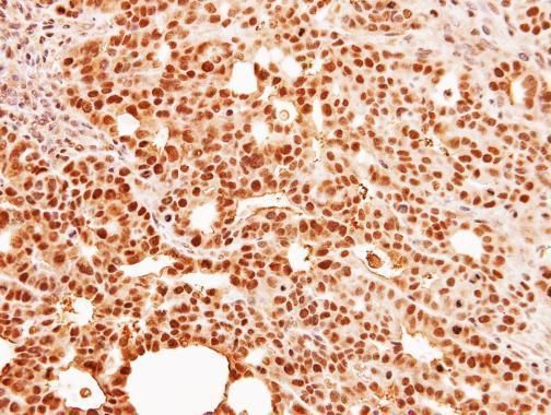 C9orf78 antibody [N1C2]