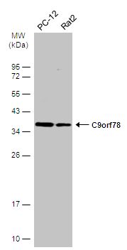 C9orf78 antibody