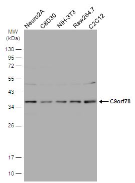 C9orf78 antibody [N1C2]
