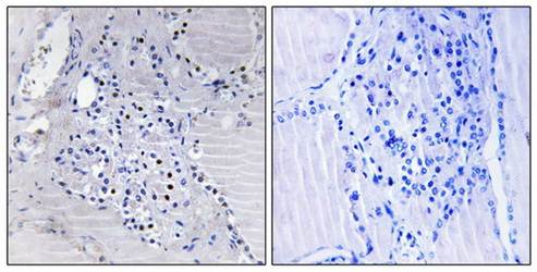 C9orf89 Antibody