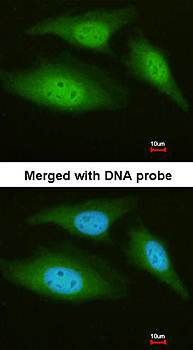 C9orf98 antibody