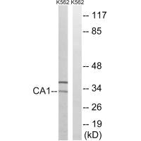 CA1 antibody