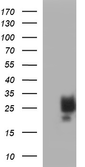 CA12 Antibody