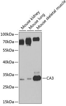 CA3 antibody