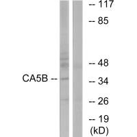 CA5B antibody