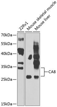 CA8 antibody