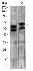 CA9 Antibody