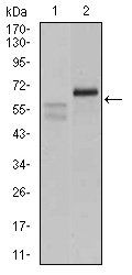 CA9 Antibody