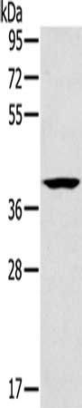 CAB39 antibody