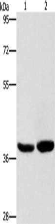 CAB39L Antibody